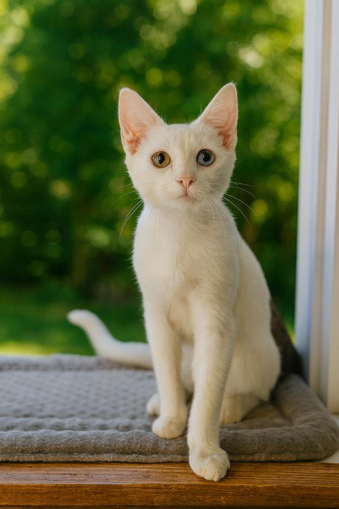 Bizzy, a Adoptable mixed breed in Carrollton, VA image 2/6