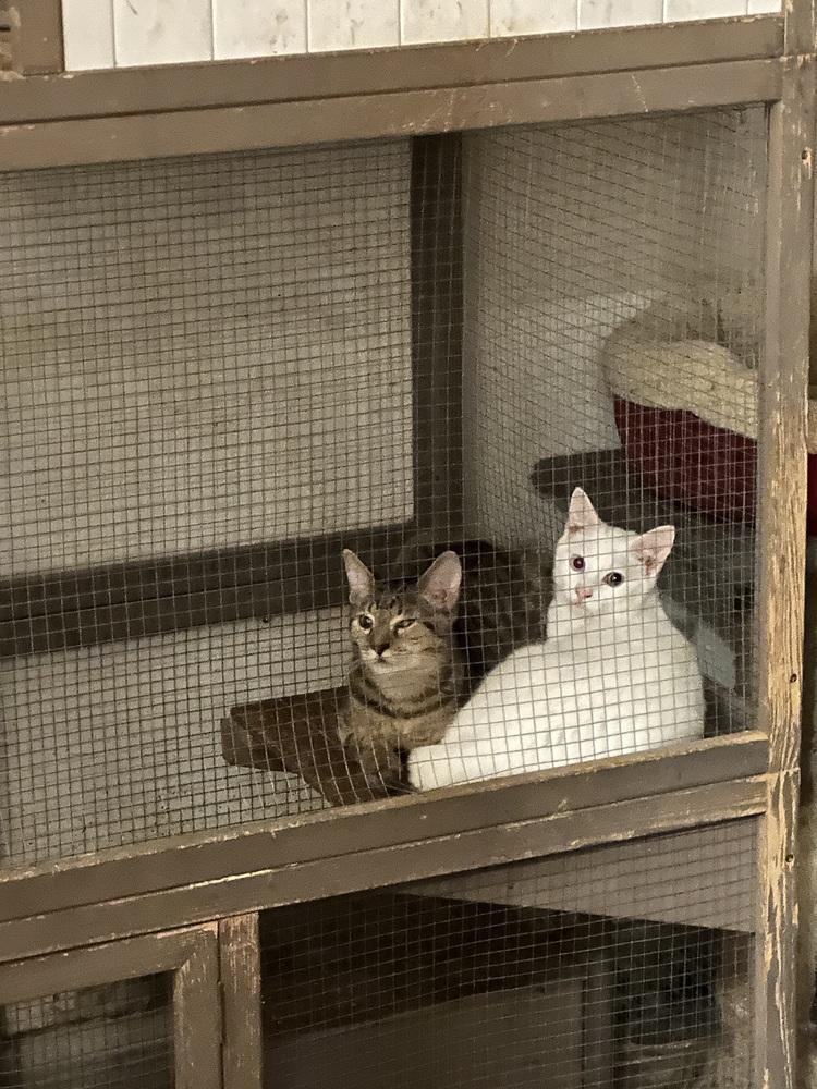 Bizzy, a Adoptable mixed breed in Carrollton, VA image 3/6