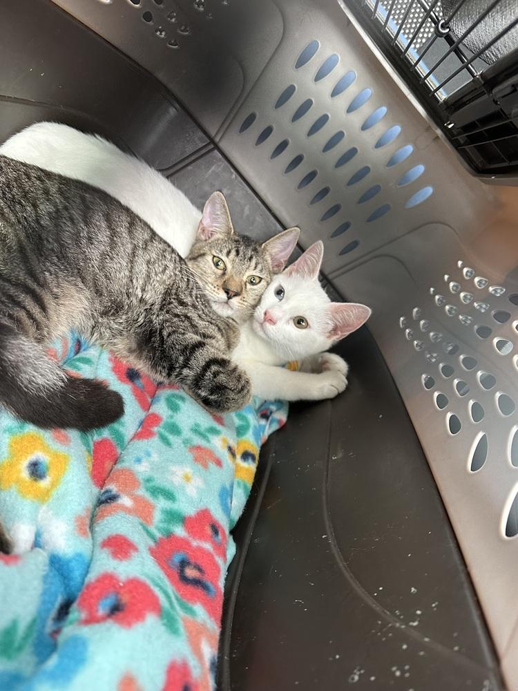 Bizzy, a Adoptable mixed breed in Carrollton, VA image 4/6