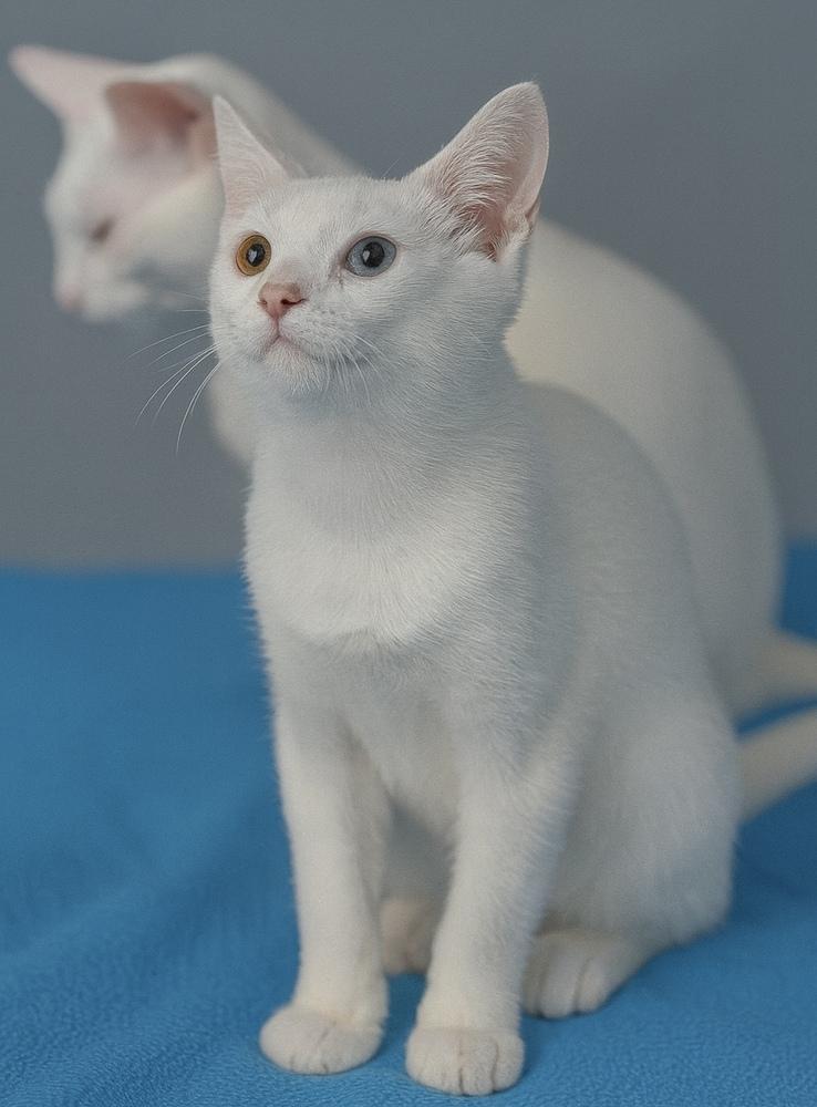 Bizzy, a Adoptable mixed breed in Carrollton, VA image 6/6