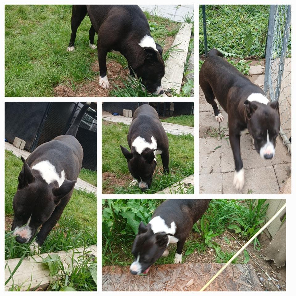 Enlarge Dede, a Adoptable Pit Bull Terrier in Lonsdale, AR image 1/1