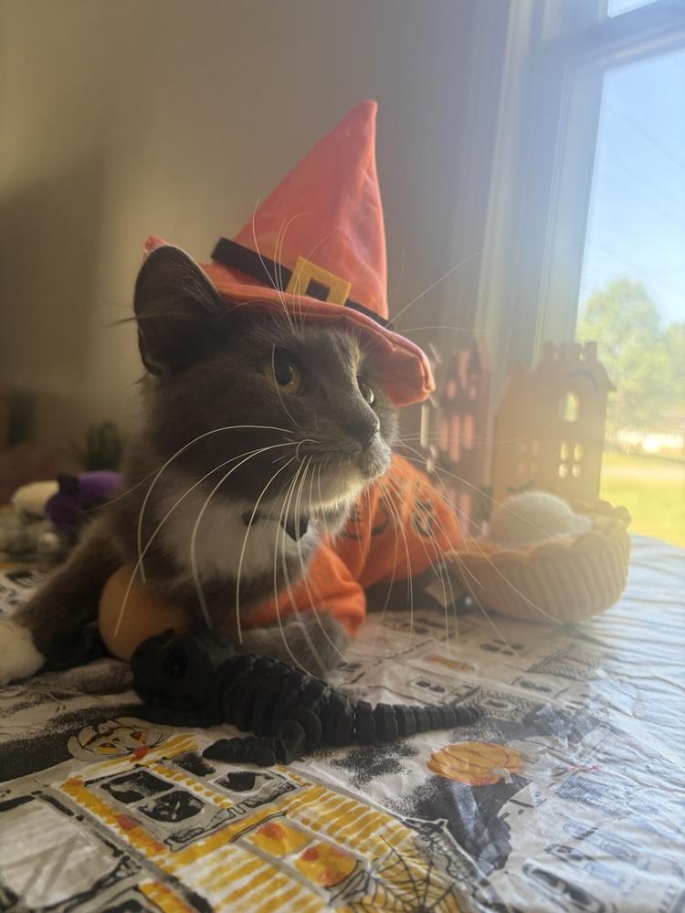 Pippa, Adoptable, Adult Female Domestic Medium Hair.