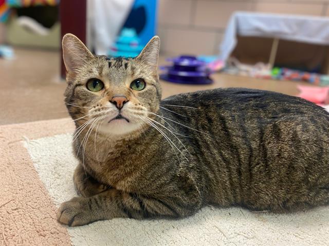 Enlarge LOUIE, a Adoptable Domestic Short Hair in Fort Wayne, IN image 1/1