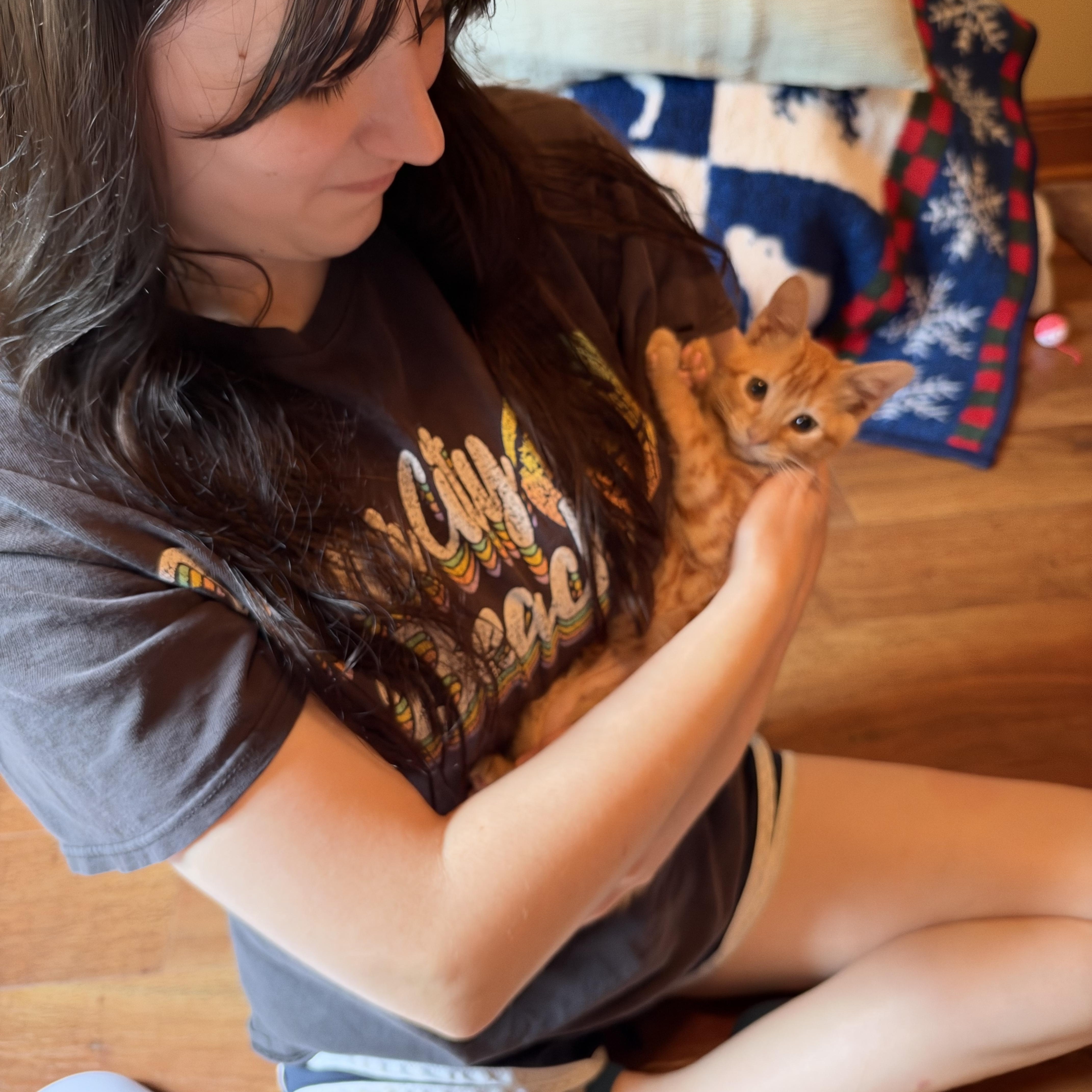 Enlarge Rio, a Adoptable Domestic Short Hair in Warwick, RI image 3/5