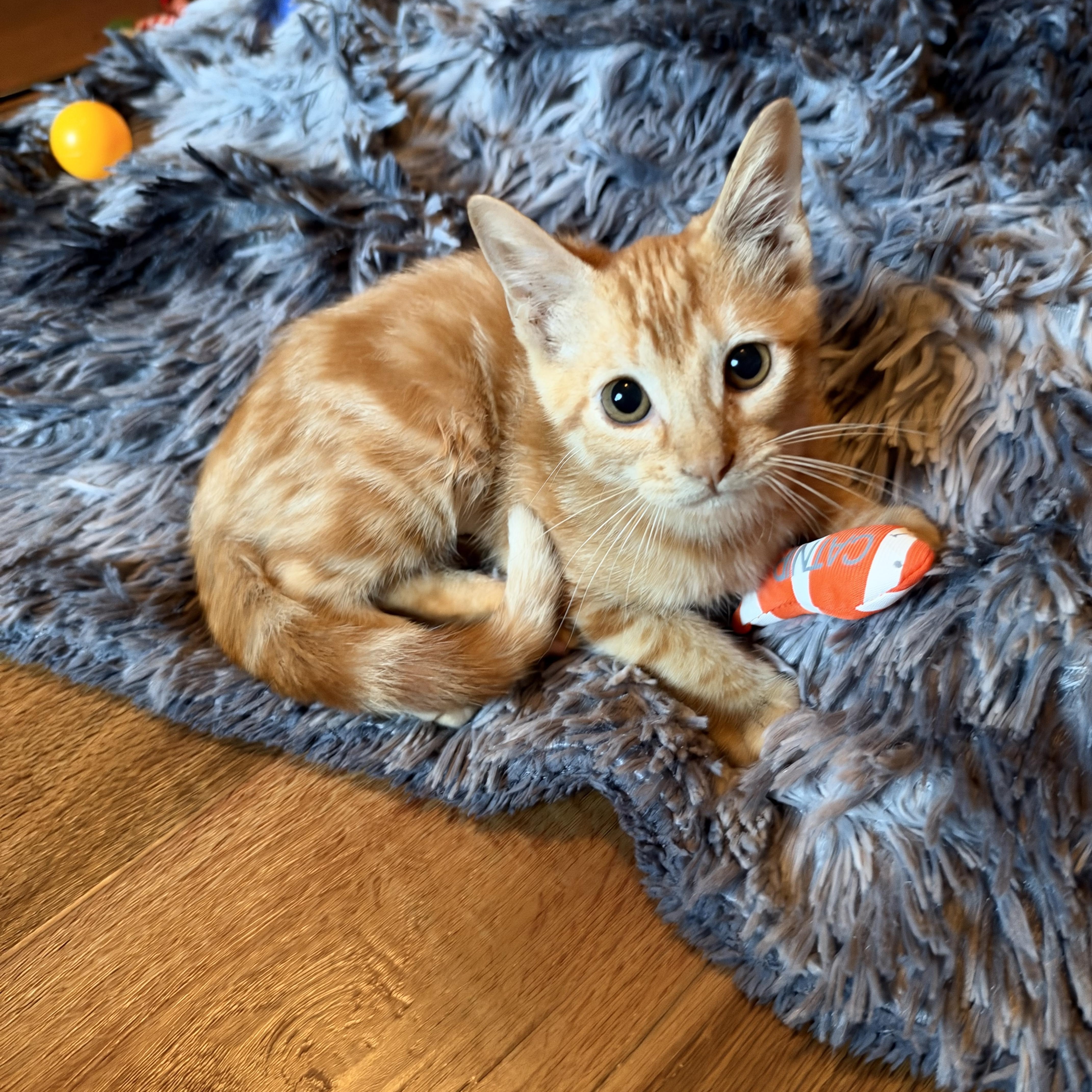 Enlarge Rio, a Adoptable Domestic Short Hair in Warwick, RI image 2/5