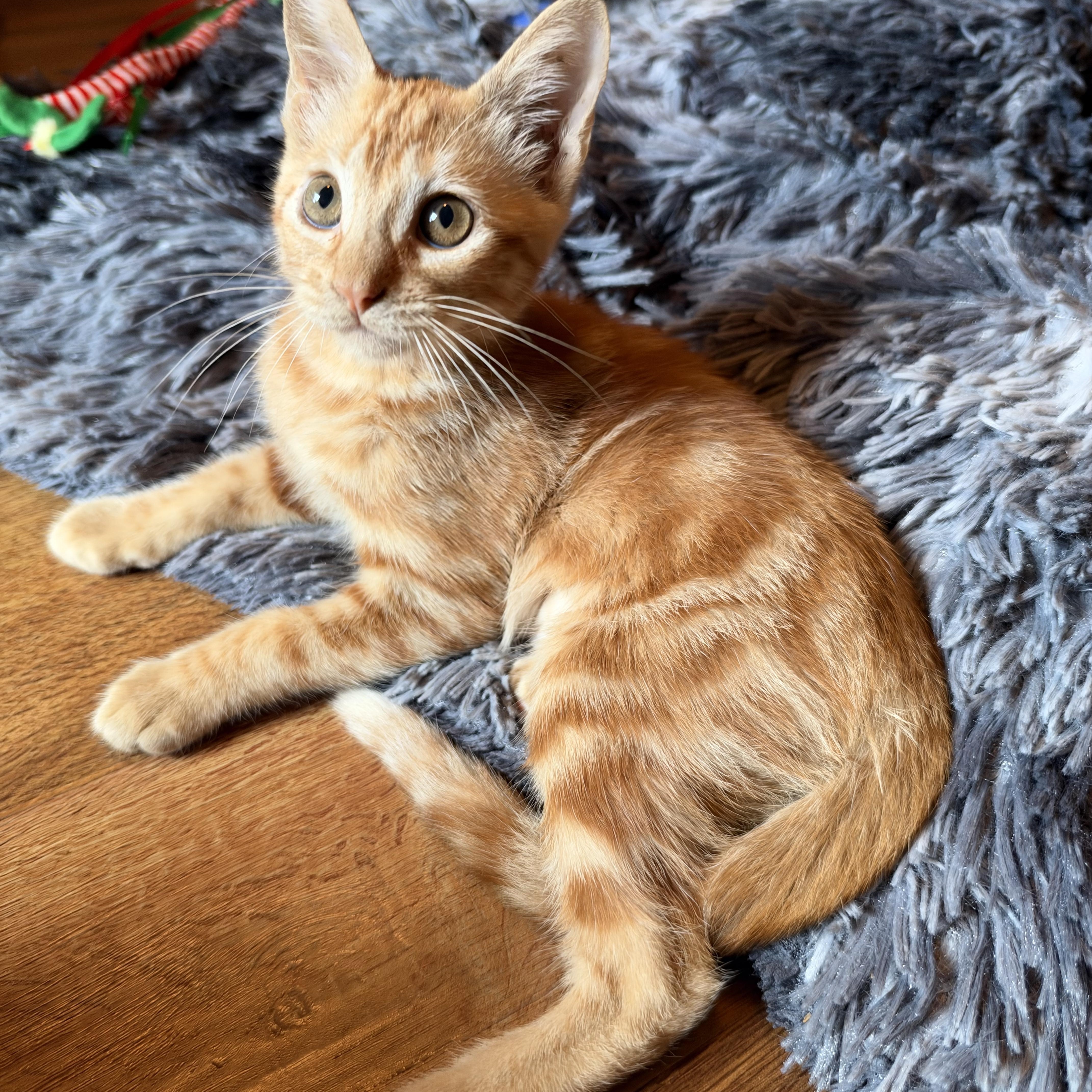 Enlarge Rio, a Adoptable Domestic Short Hair in Warwick, RI image 4/5