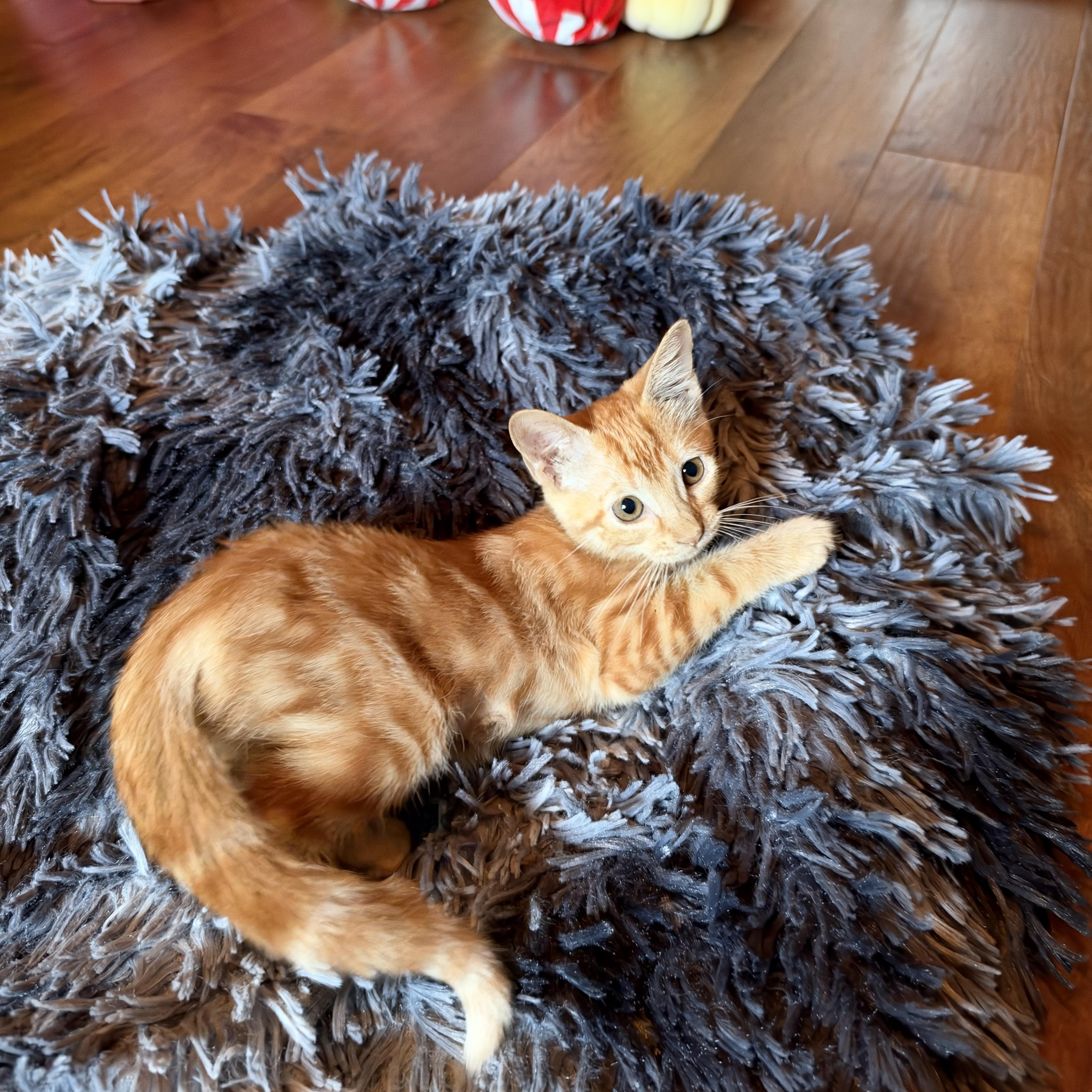 Rio, Adoptable, Kitten Female Domestic Short Hair.
