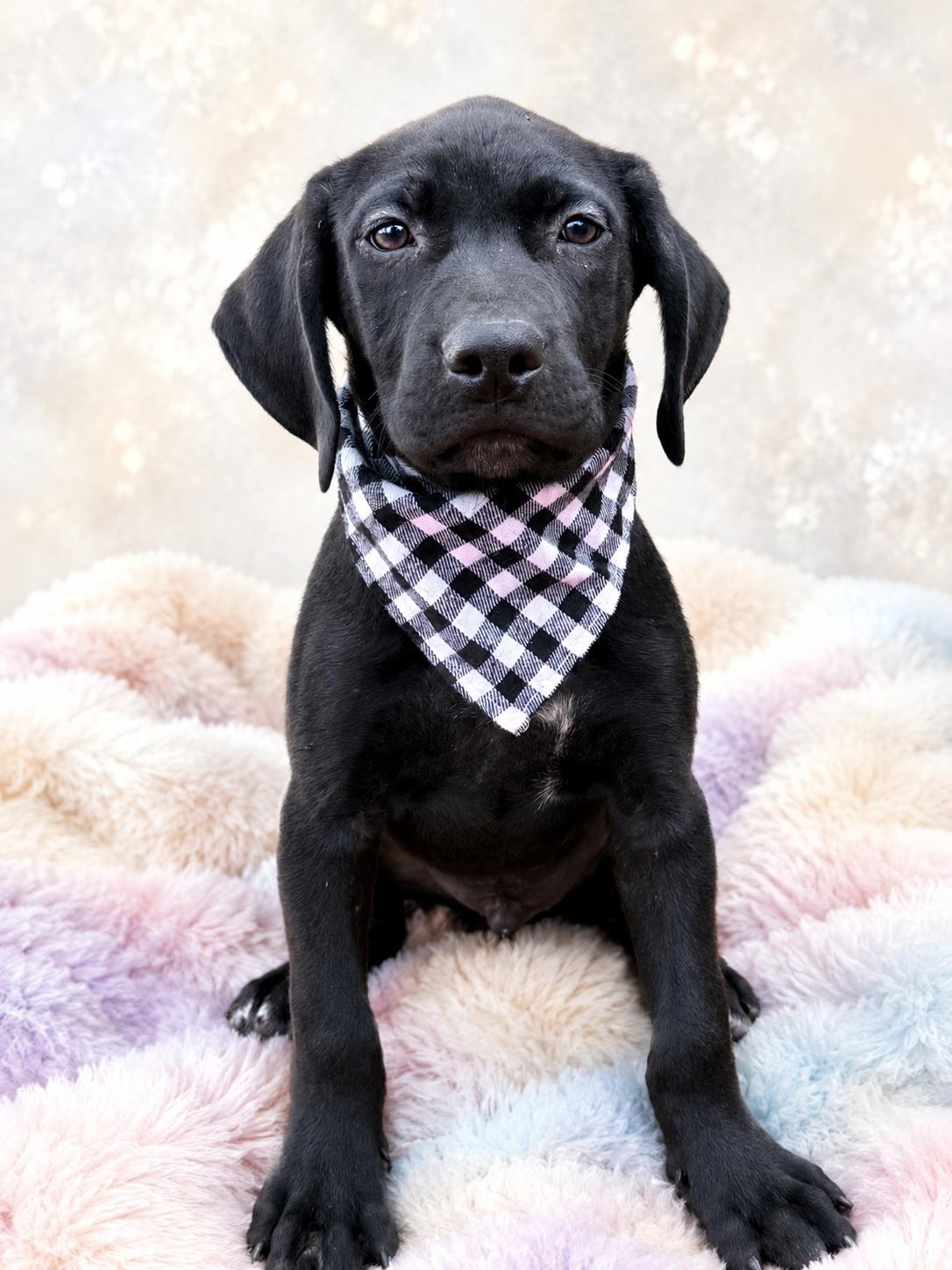 TUCKER, a ADOPTABLE mixed breed in Jacksonville, FL image 2/4