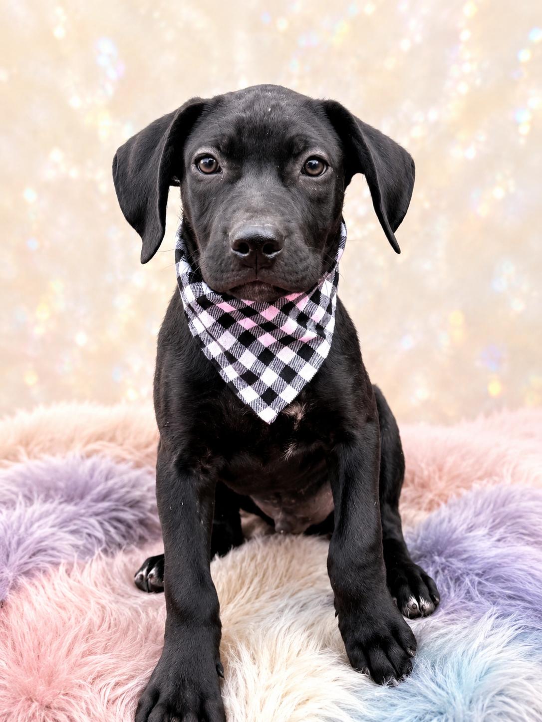 TUCKER, a ADOPTABLE mixed breed in Jacksonville, FL image 3/4