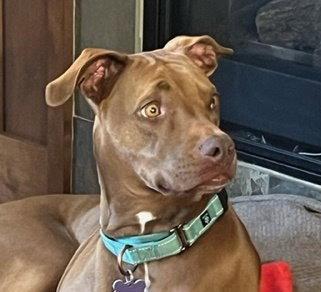 Rufus Sponsored Adoption Fee, Adoptable, Young Male Vizsla.
