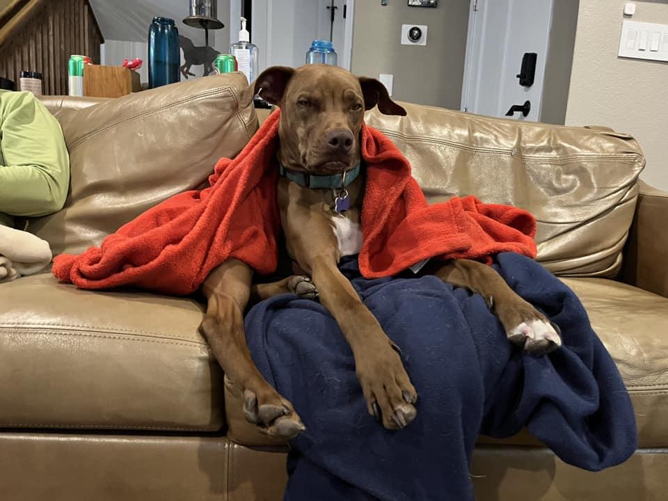 Enlarge Rufus Sponsored Adoption Fee, a Adoptable Vizsla in Evergreen, CO image 2/3