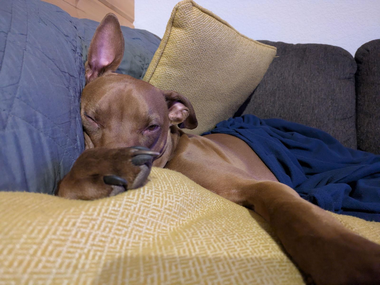 Enlarge Rufus Sponsored Adoption Fee, a Adoptable Vizsla in Evergreen, CO image 3/3