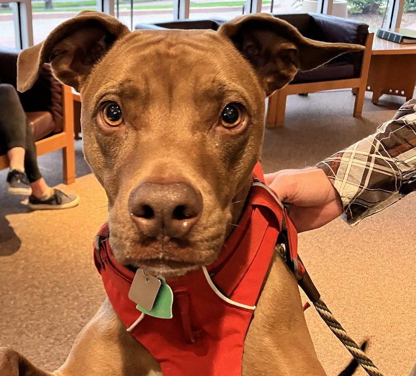 Enlarge Rufus Sponsored Adoption Fee, a Adoptable Vizsla in Evergreen, CO image 2/3