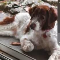 Enlarge Suzie - #20040668 - AL, a Adopted Brittany Spaniel in Atlanta, GA image 1/1