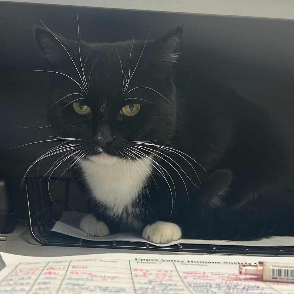 Lindsay Lohan, Adoptable, Adult Female Domestic Short Hair.