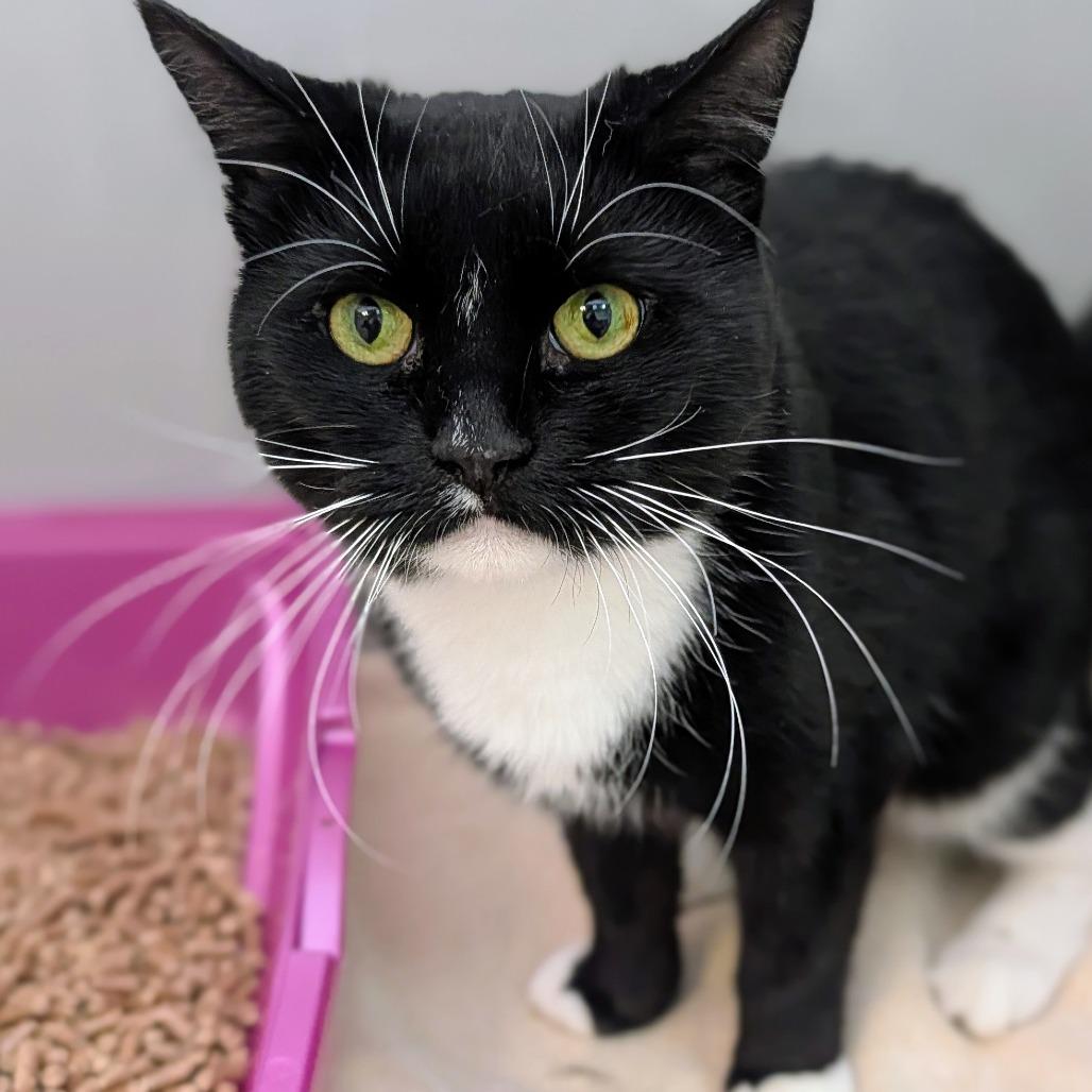 Enlarge Lindsay Lohan, a Adoptable Domestic Short Hair in Enfield, NH image 3/6