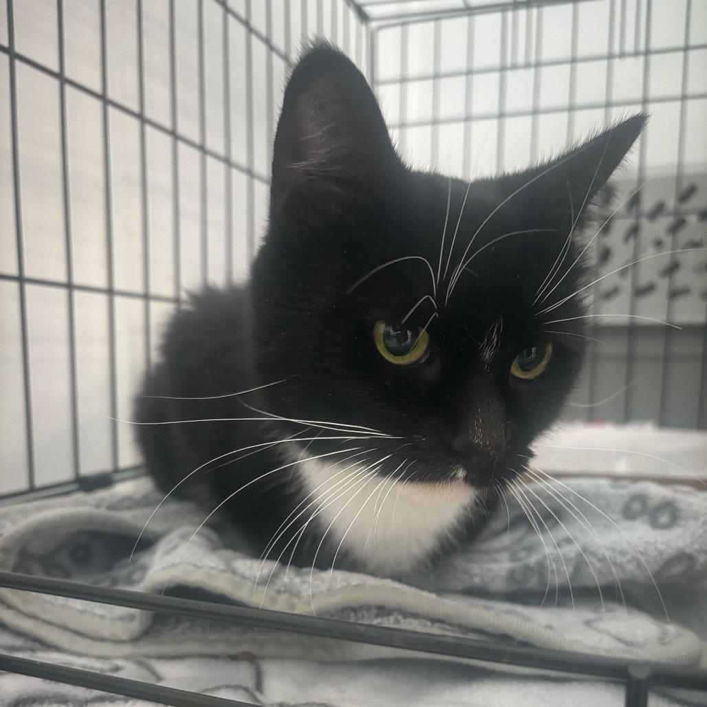 Enlarge Lindsay Lohan, a Adoptable Domestic Short Hair in Enfield, NH image 5/6