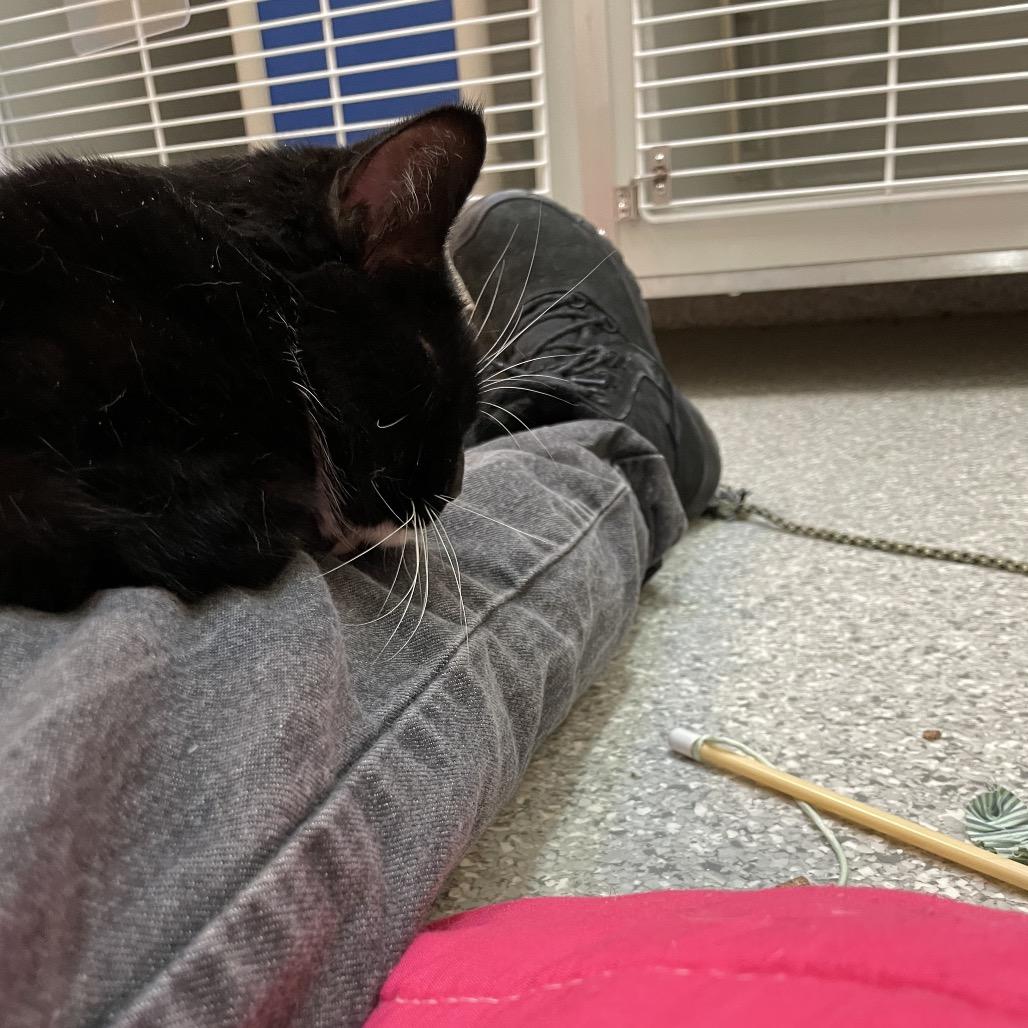 Enlarge Lindsay Lohan, a Adoptable Domestic Short Hair in Enfield, NH image 6/6