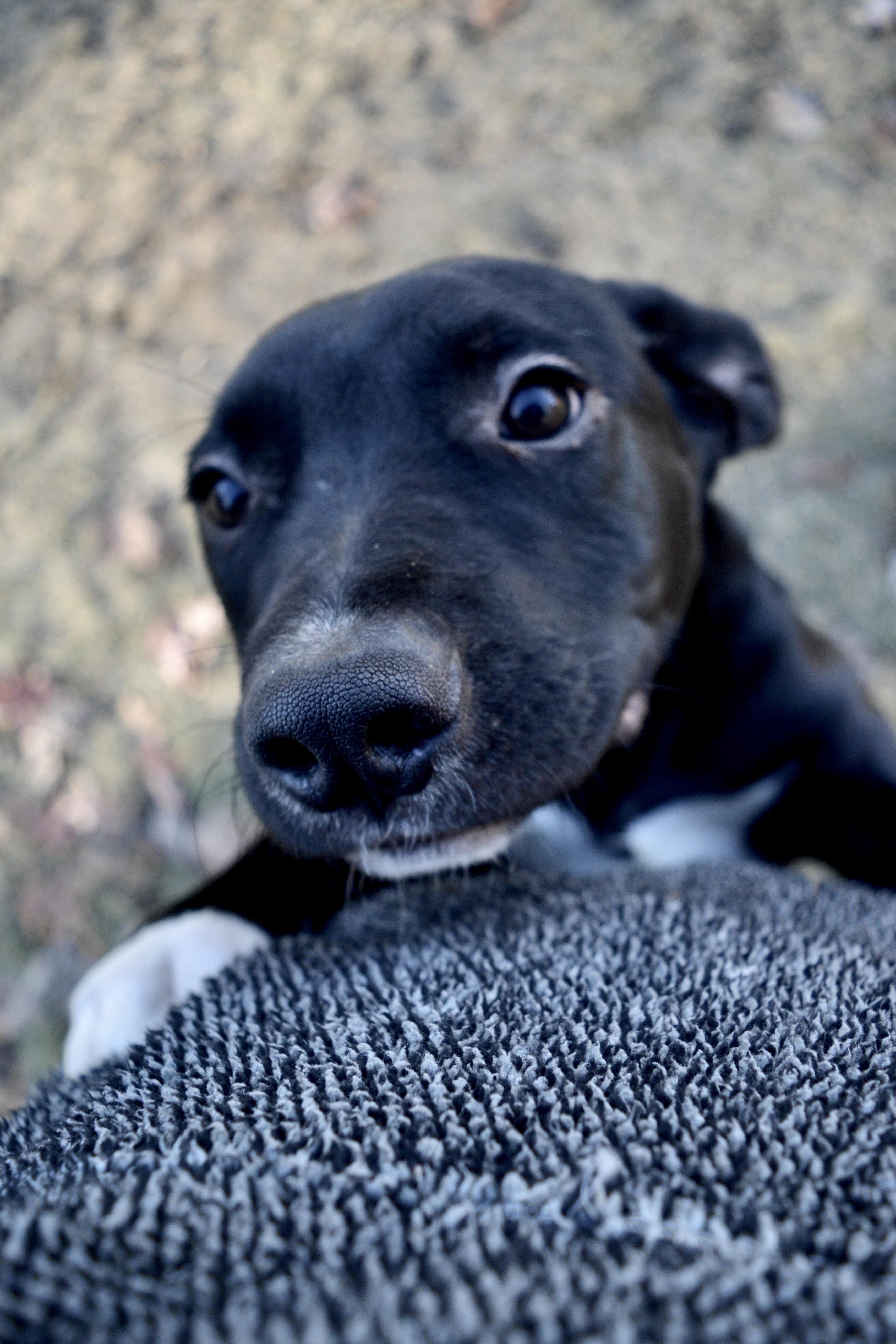 Puck, Adoptable, Young Male Mixed Breed.