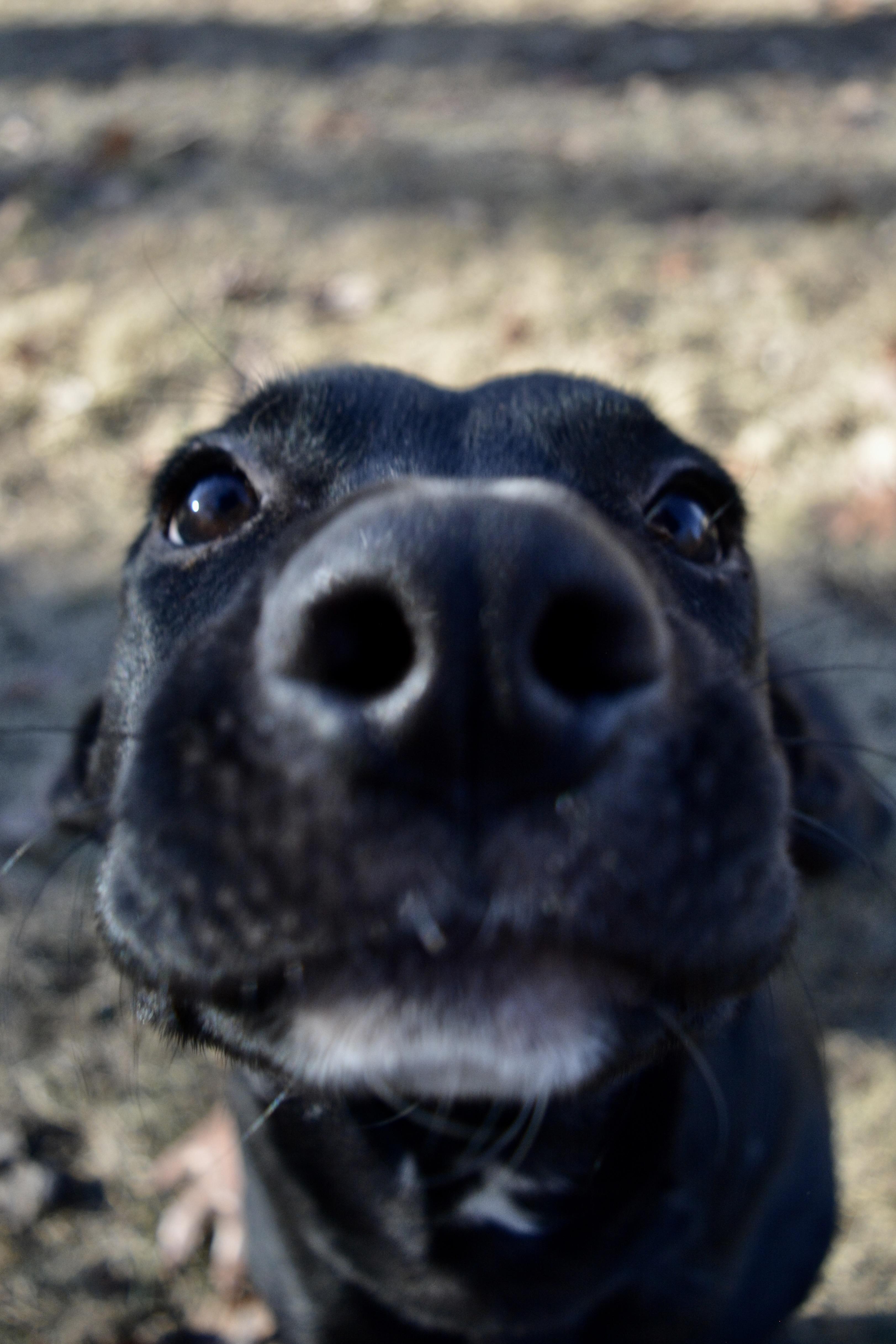 Puck, a Adoptable Mixed Breed in Pelham, AL image 2/5