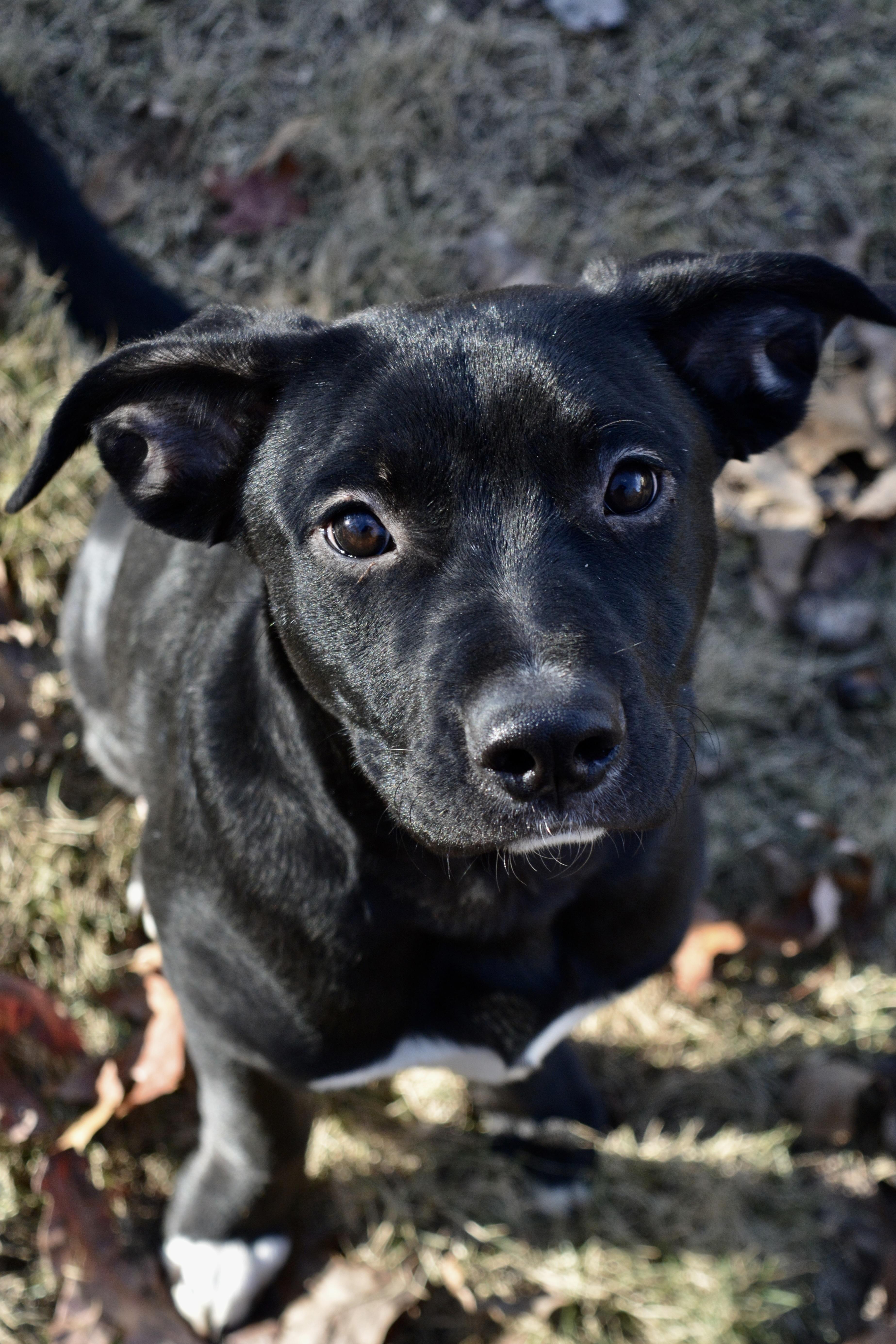 Puck, a Adoptable Mixed Breed in Pelham, AL image 5/5
