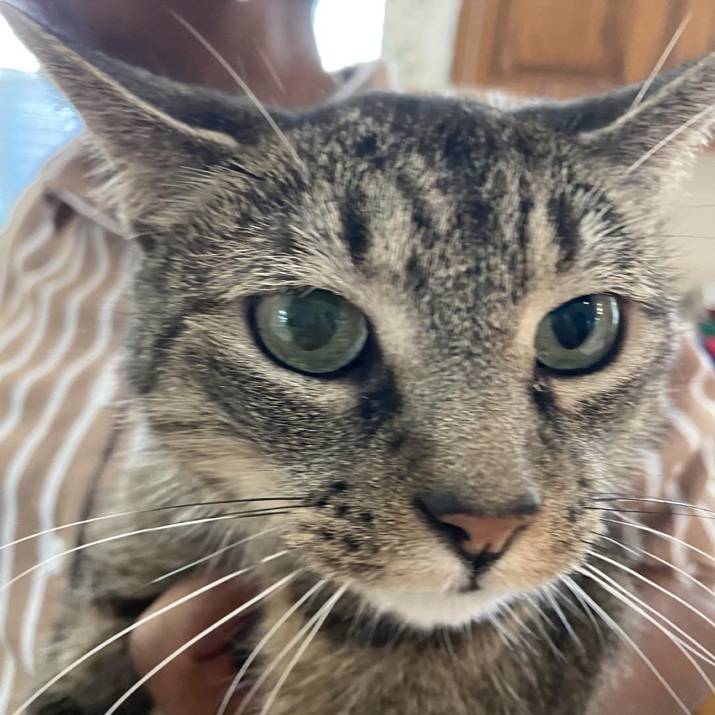 Buttercup C007581, Adoptable, Senior Female Domestic Short Hair.