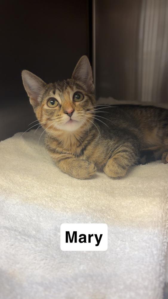 Mary, Adoptable, Kitten Female Domestic Short Hair.