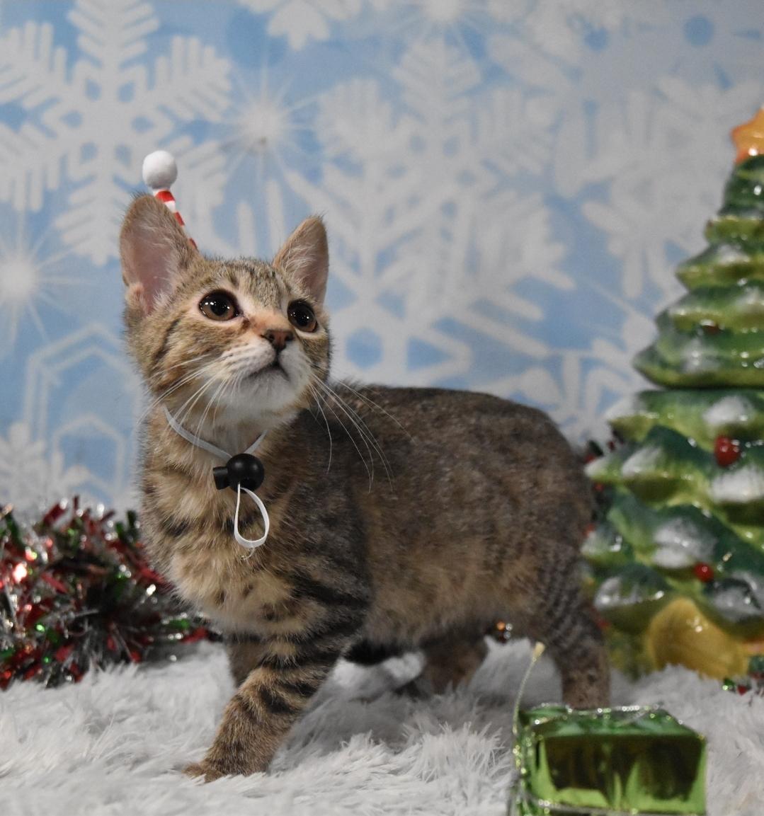 Enlarge Daisy, a Adoptable Tabby in Salida, CA image 1/2