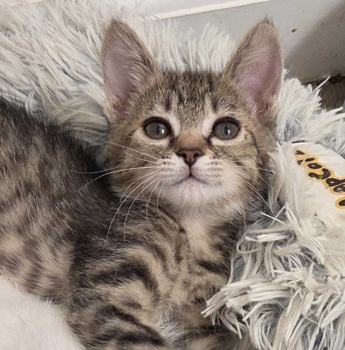 Enlarge Daisy, a Adoptable Tabby in Salida, CA image 2/2