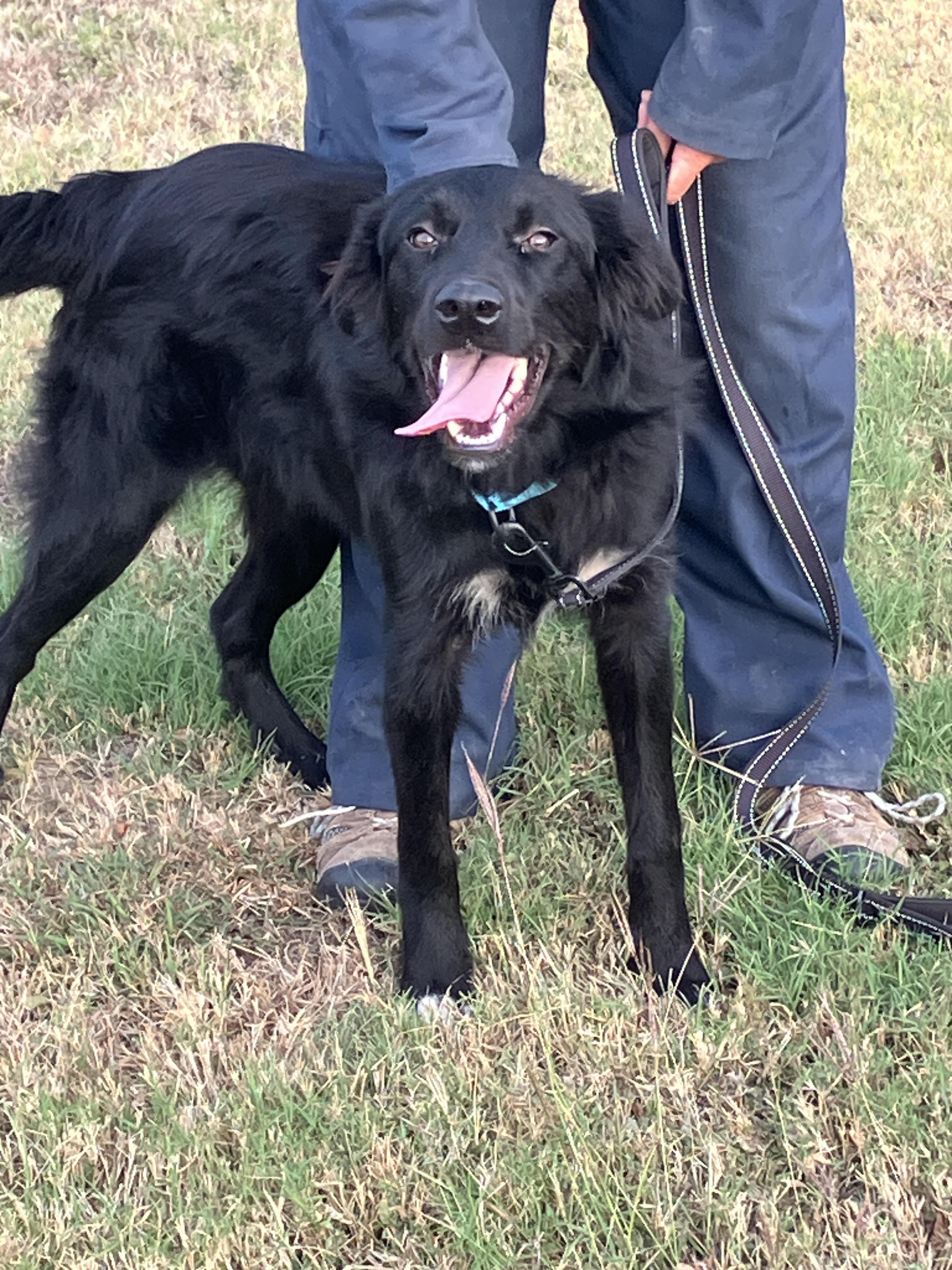 Enlarge MIA-Most Loveable Mix, a Adopted mixed breed in Fogelsville, PA image 5/6