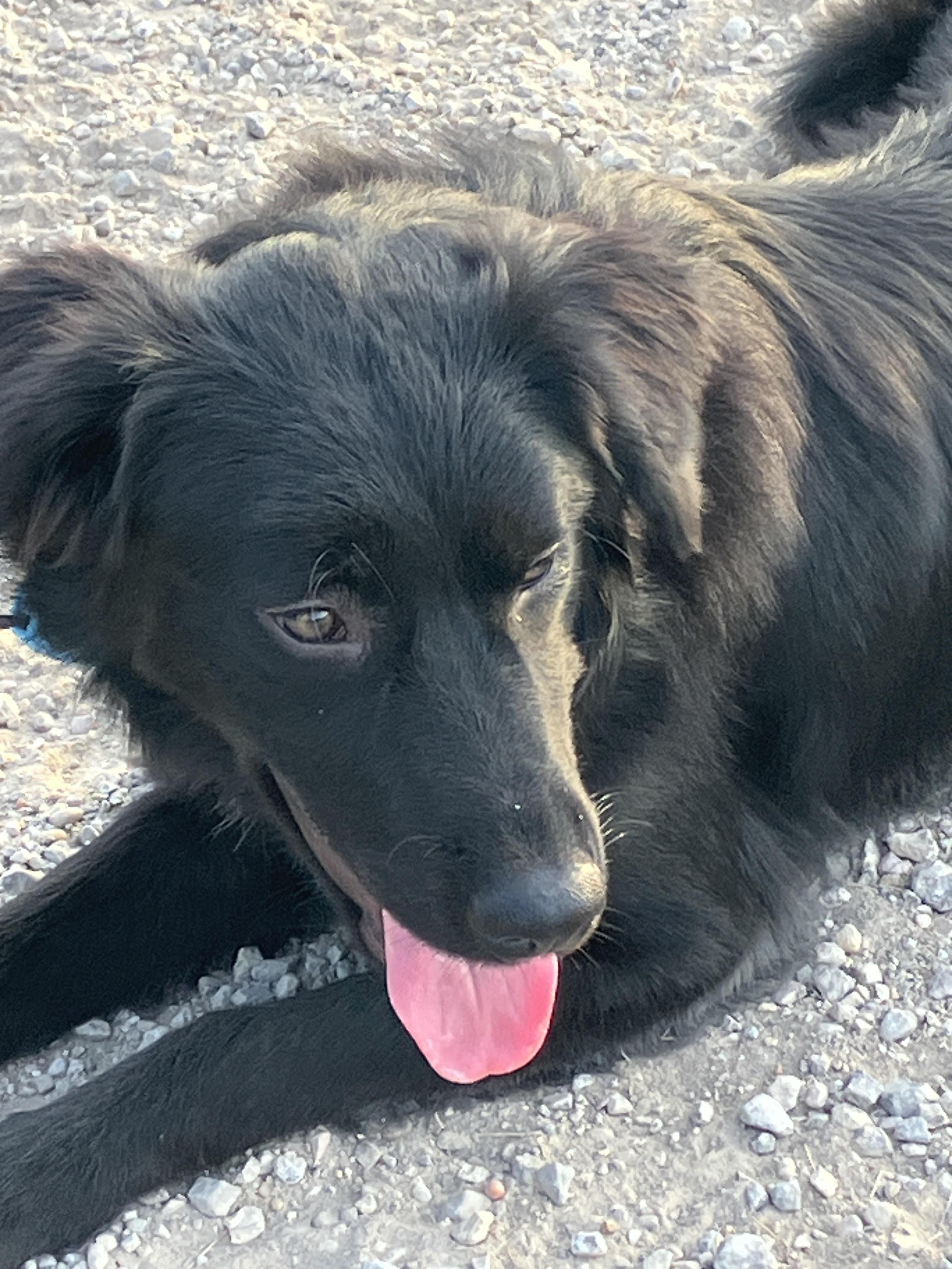 Enlarge MIA-Most Loveable Mix, a Adopted mixed breed in Fogelsville, PA image 3/6