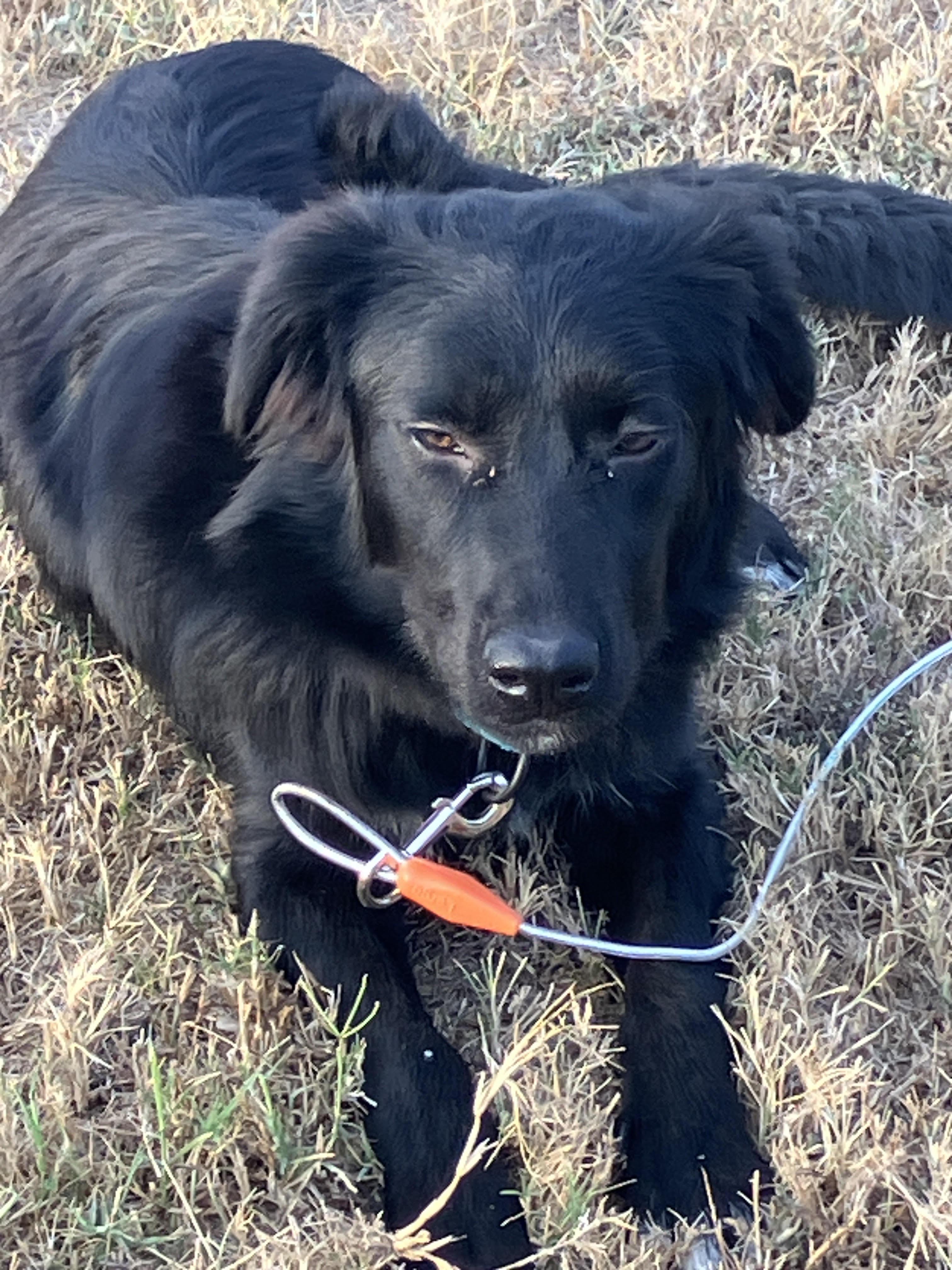 MIA-Most Loveable Mix, Adopted, Young Female Border Collie & Mixed Breed.