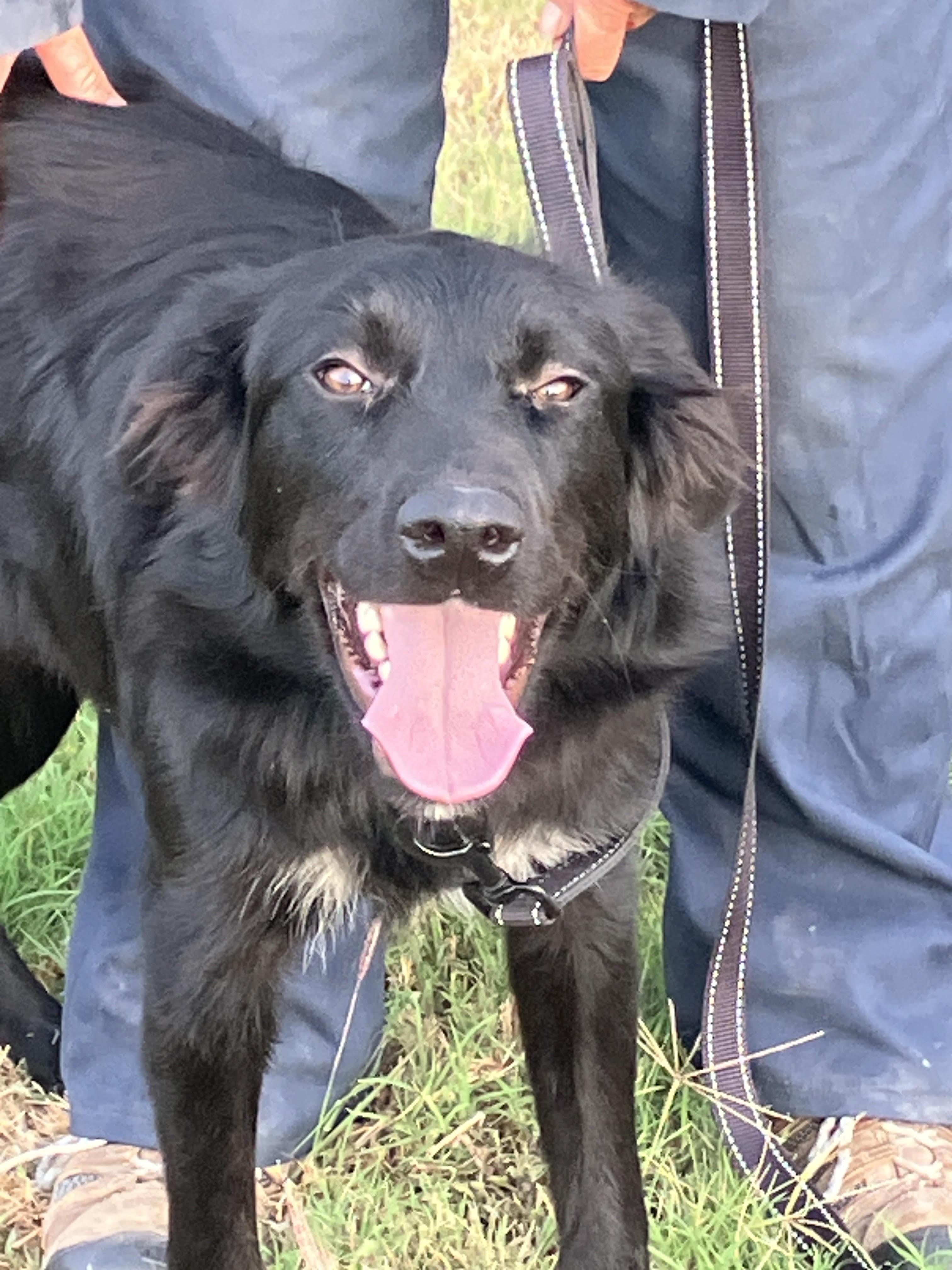 Enlarge MIA-Most Loveable Mix, a Adopted mixed breed in Fogelsville, PA image 2/6