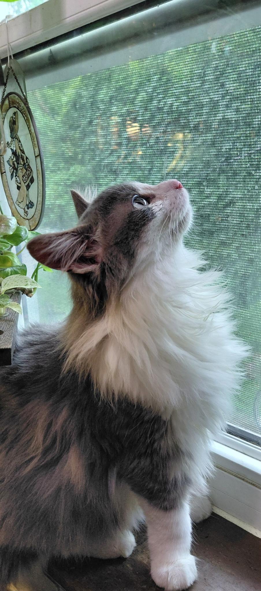 Enlarge Mr. Arti, an adopted Domestic Long Hair in Mokena, IL image 2/4