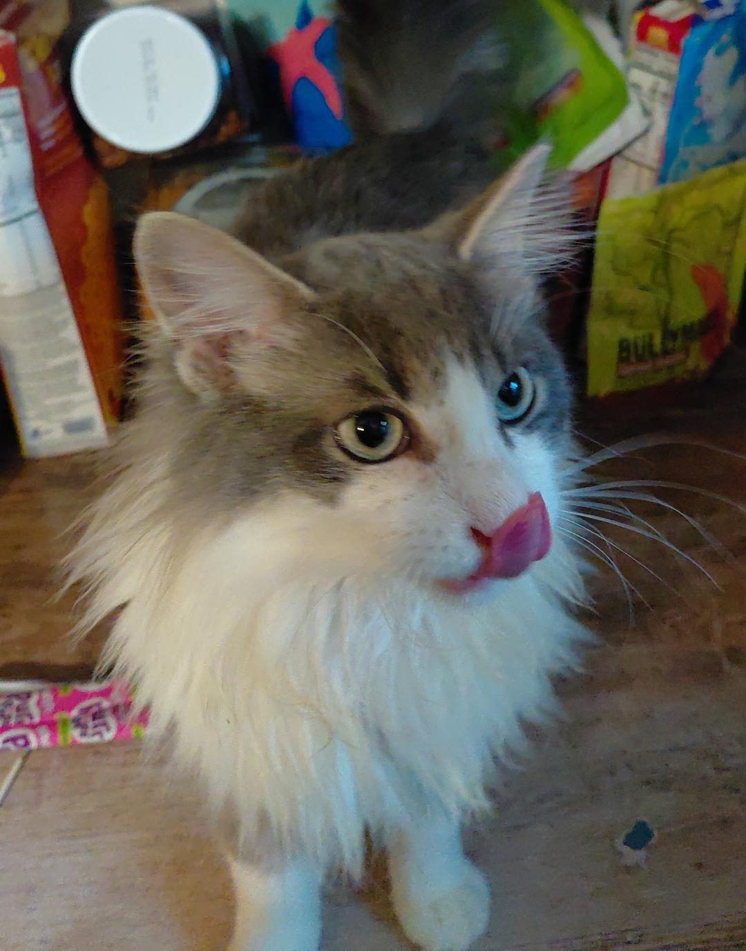 Enlarge Mr. Arti, an adopted Domestic Long Hair in Mokena, IL image 3/4