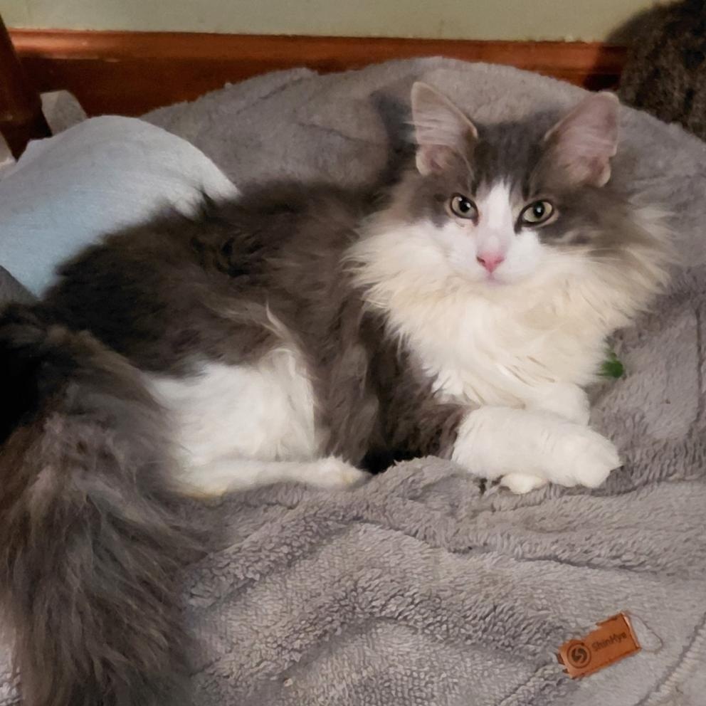 Mr. Arti, adopted, Kitten Male Domestic Long Hair.