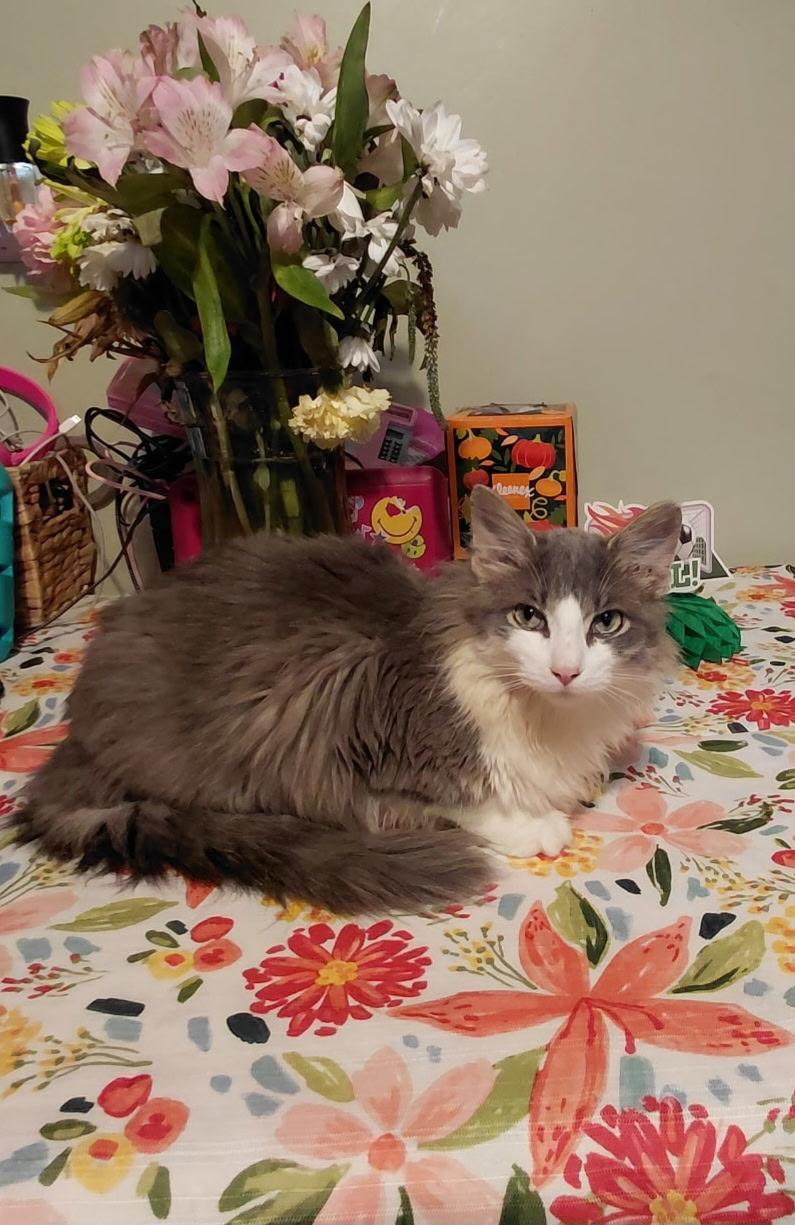 Enlarge Mr. Arti, an adopted Domestic Long Hair in Mokena, IL image 4/4