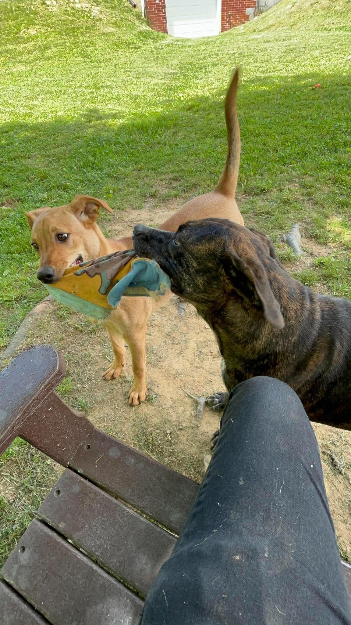 Enlarge Meatball, a Adoptable mixed breed in Newland, NC image 3/5