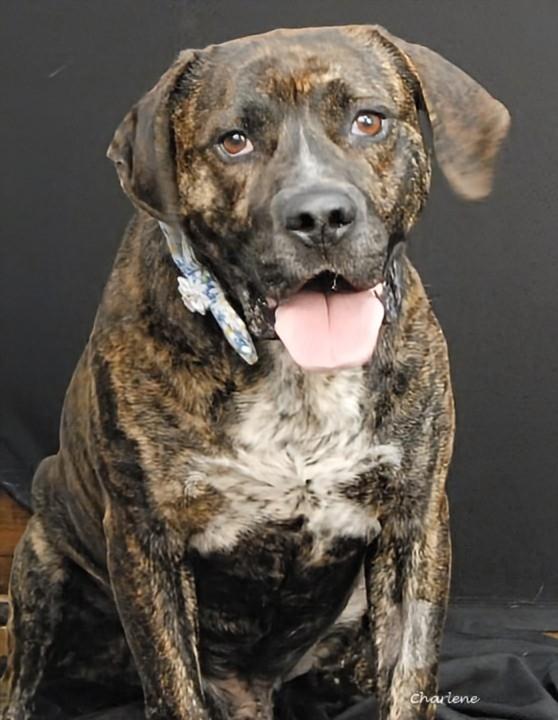 Enlarge Meatball, a Adoptable mixed breed in Newland, NC image 1/1