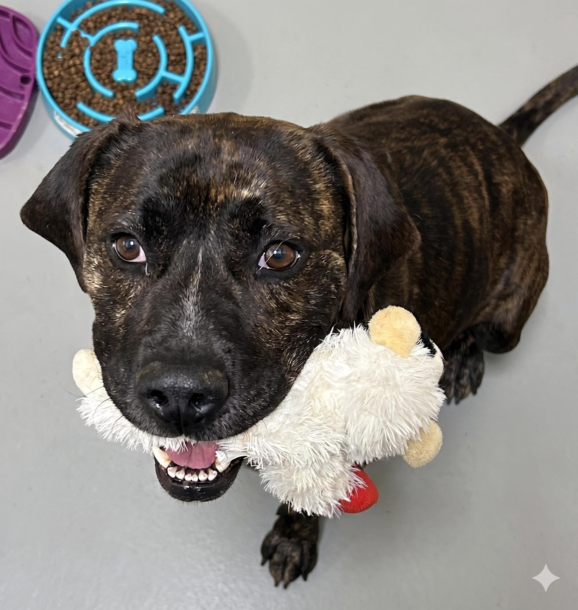 Meatball, Adoptable, Adult Male Pit Bull Terrier.