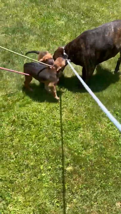 Enlarge Meatball, a Adoptable mixed breed in Newland, NC video 5/5