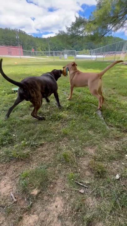 Enlarge Meatball, a Adoptable mixed breed in Newland, NC video 4/5