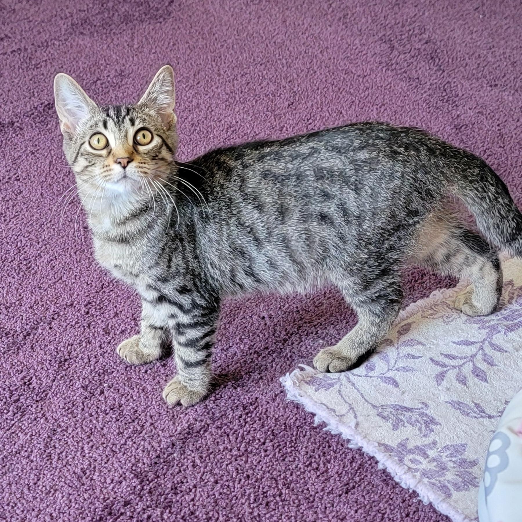 Zane, a ADOPTABLE Tabby in Wyandotte, MI image 2/5