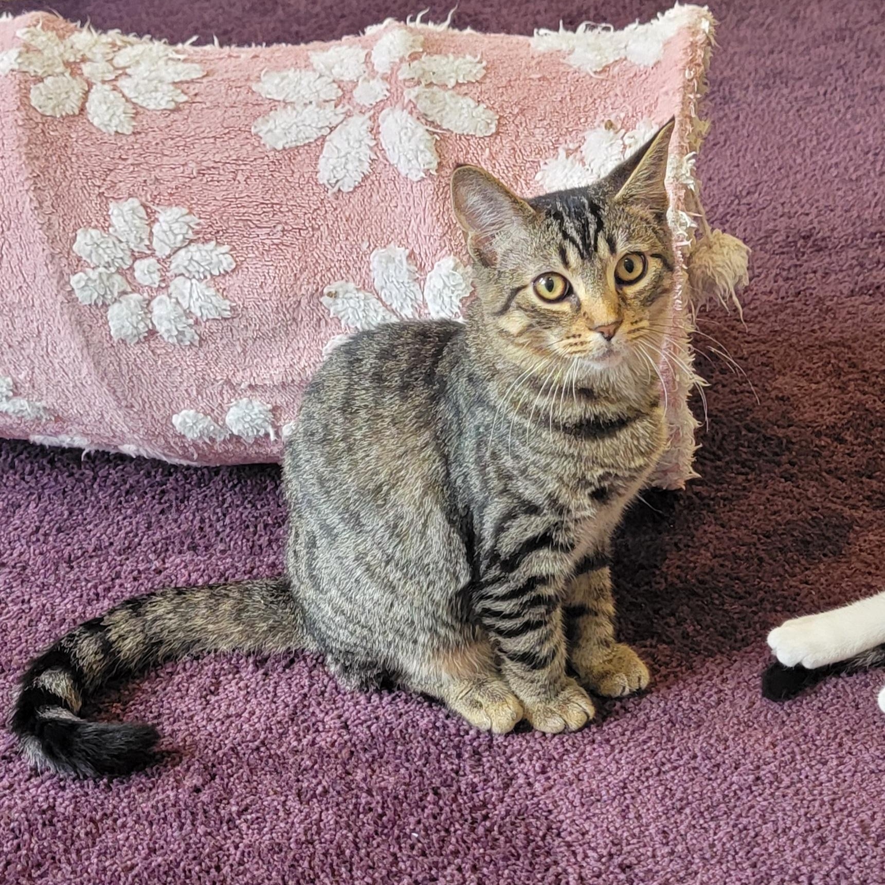 Zane, a ADOPTABLE Tabby in Wyandotte, MI image 4/6