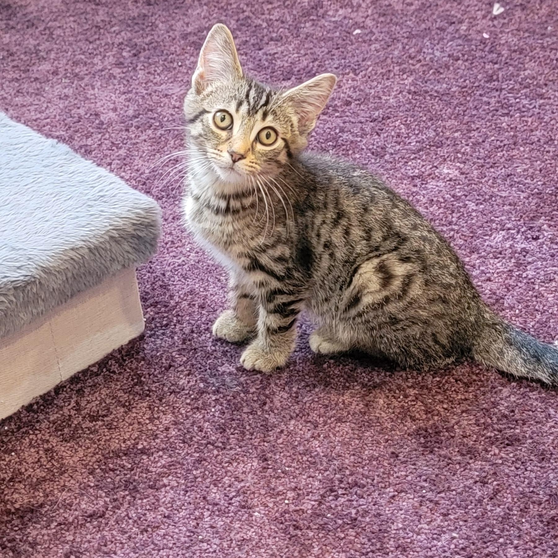 Zane, a ADOPTABLE Tabby in Wyandotte, MI image 6/6