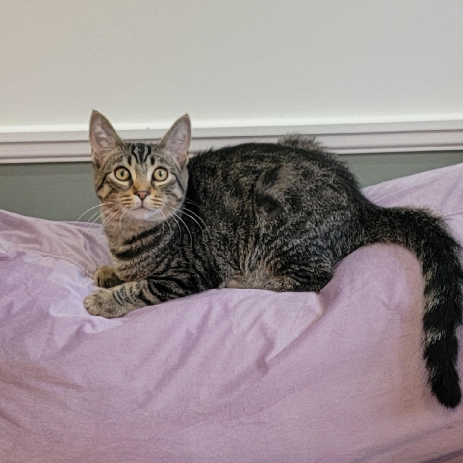 Zane, a ADOPTABLE Tabby in Wyandotte, MI image 5/6