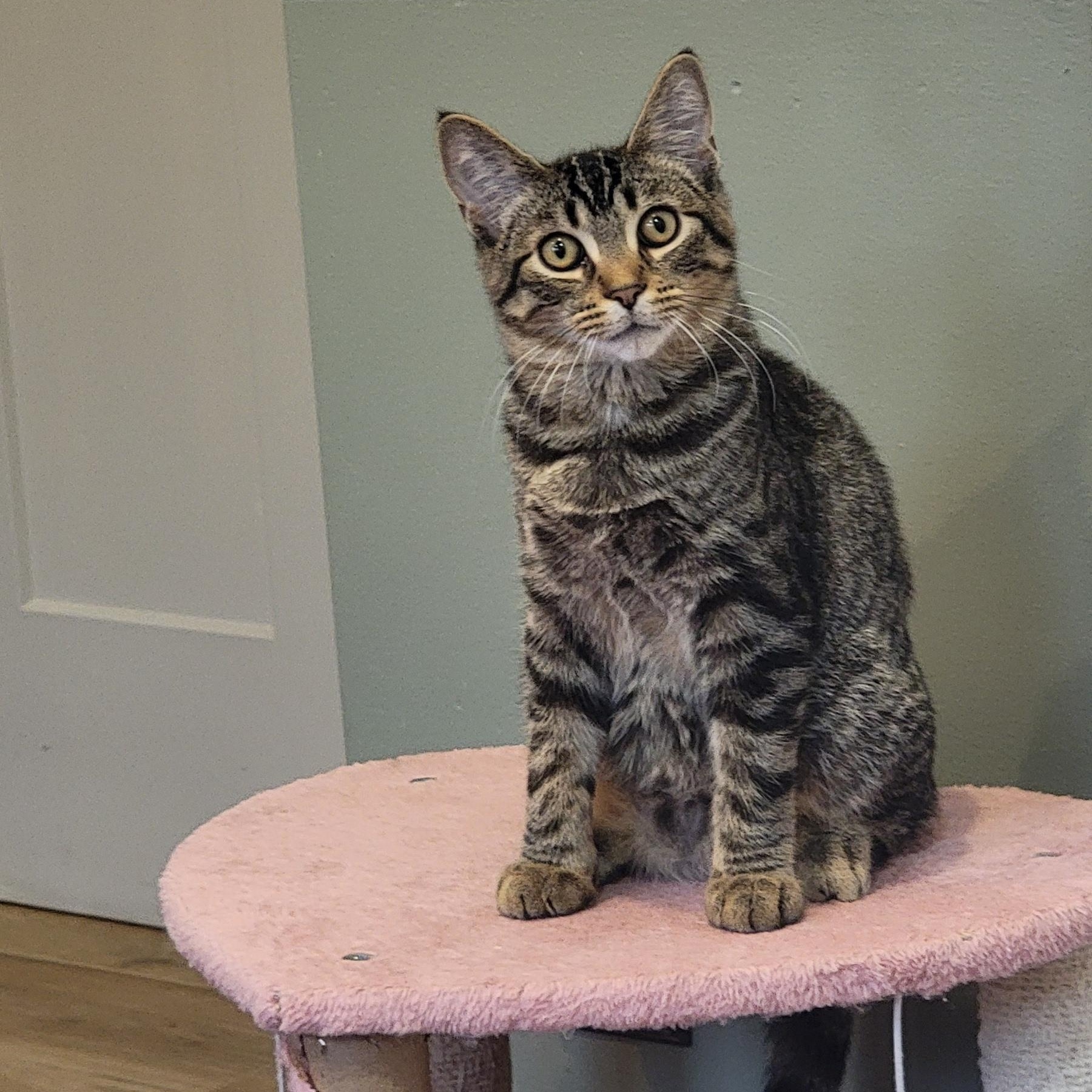 Zane, ADOPTABLE, Kitten Male Tabby.