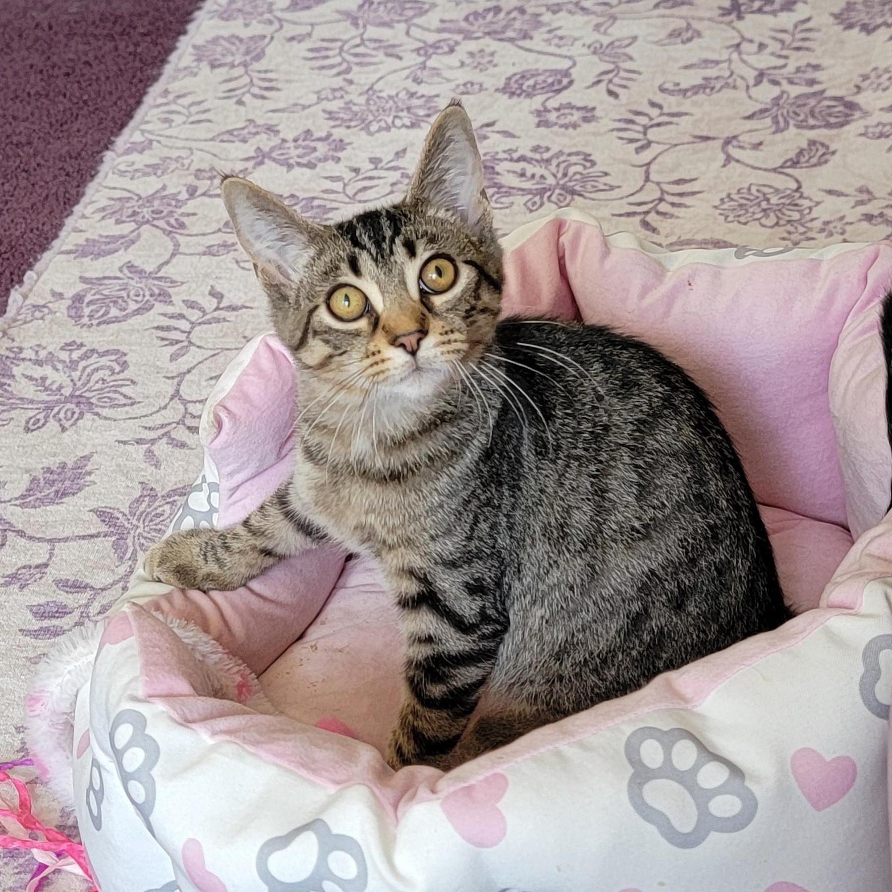 Zane, a ADOPTABLE Tabby in Wyandotte, MI image 4/5