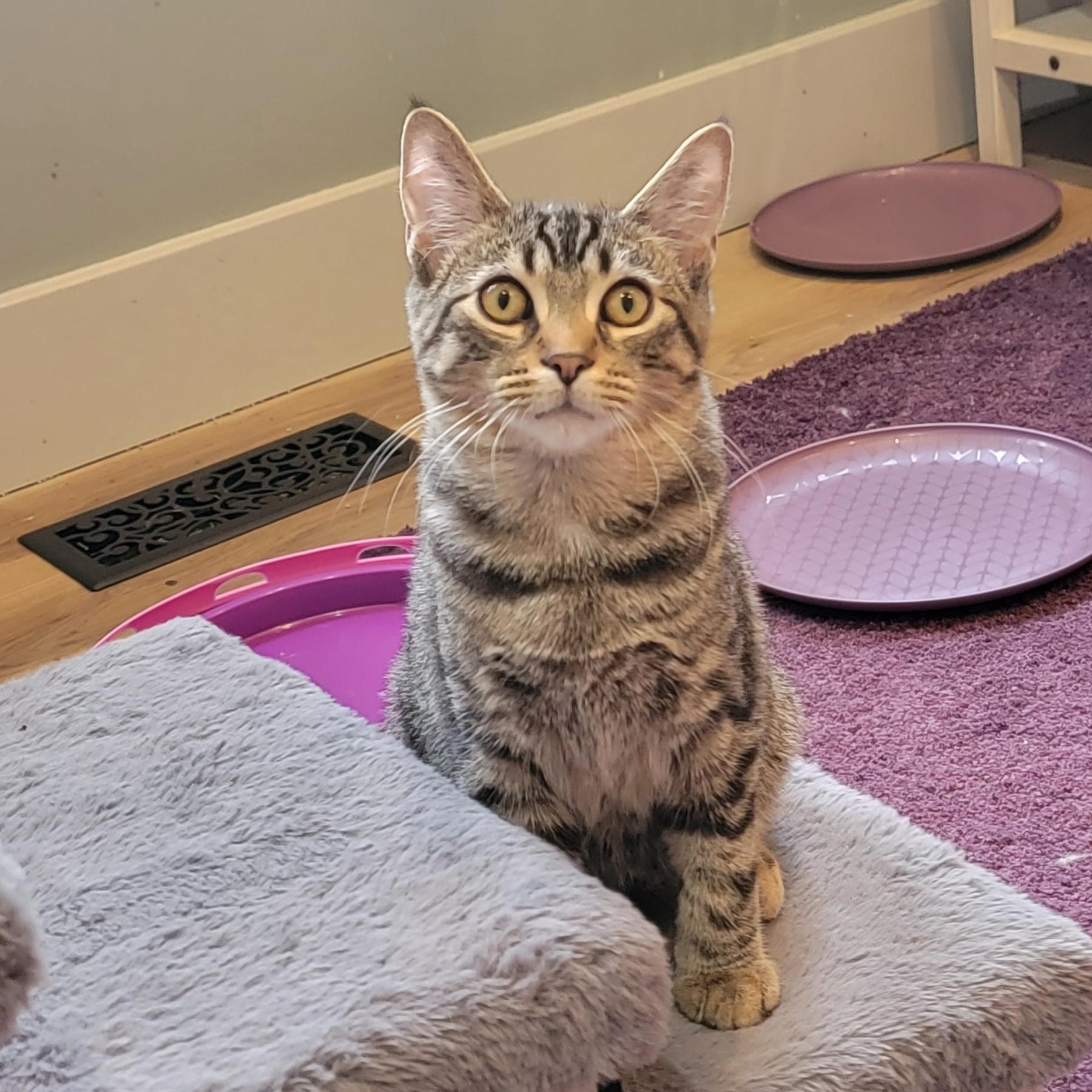 Zane, a ADOPTABLE Tabby in Wyandotte, MI image 6/6