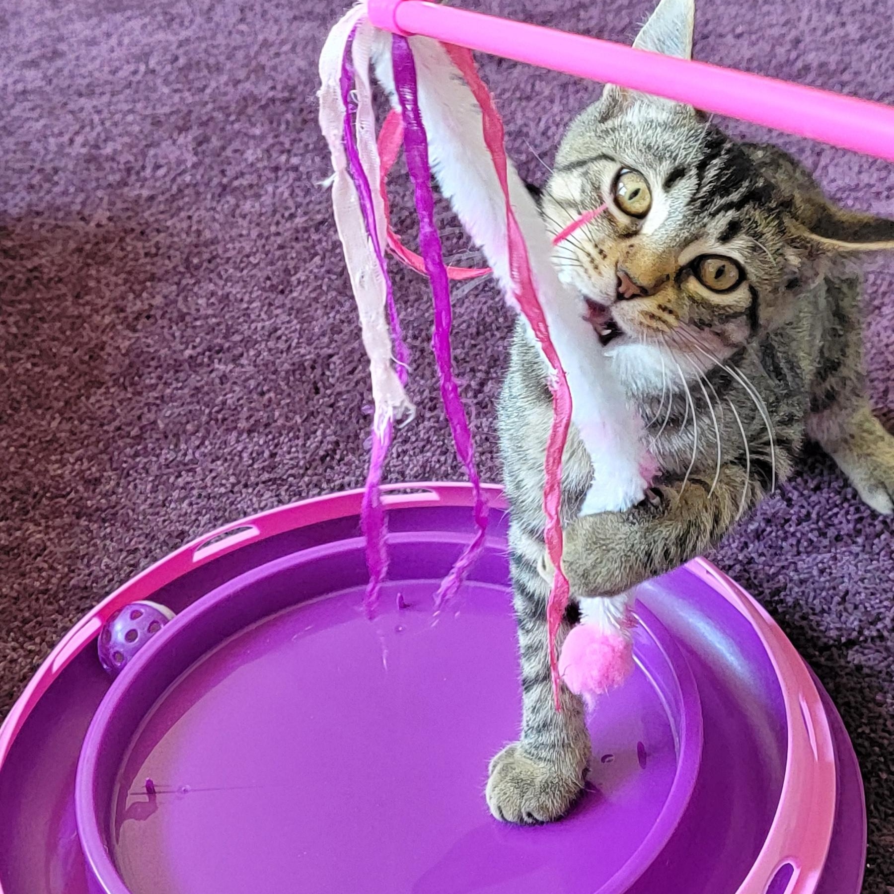 Zane, a ADOPTABLE Tabby in Wyandotte, MI image 3/5